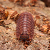 Dryadillo sp. “Wood Grain”